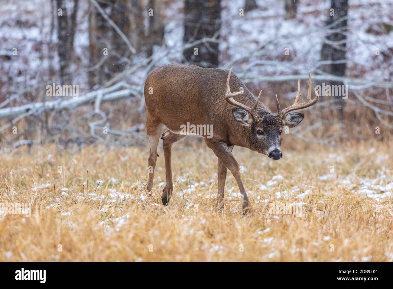 Buck dalla coda bianca durante la trota nel Wisconsin settentrionale. Foto Stock