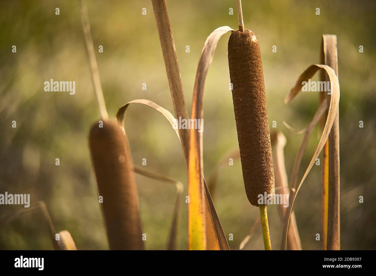 Particolare di uno stabilimento di Typha Latifolia, tipico del nord Italia Foto Stock