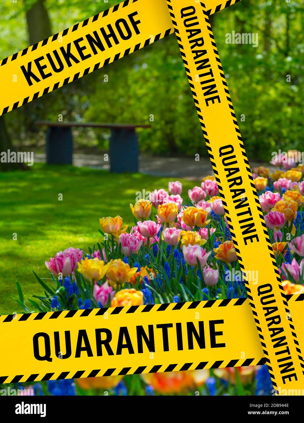 Zona di quarantena Area limitata a Keukenhof. Parco Tulipani Keukenhof - giardino fiorito, Olanda. Tulipani colorati nel parco Keukenhof, Paesi Bassi. Dang Foto Stock