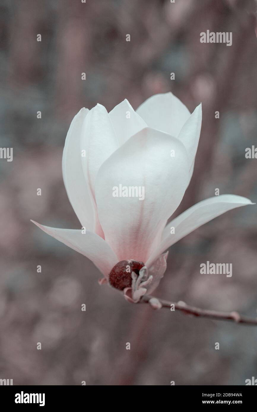 immagine di magnolia desaturata con un morbido aspetto di colore rosa teale Foto Stock