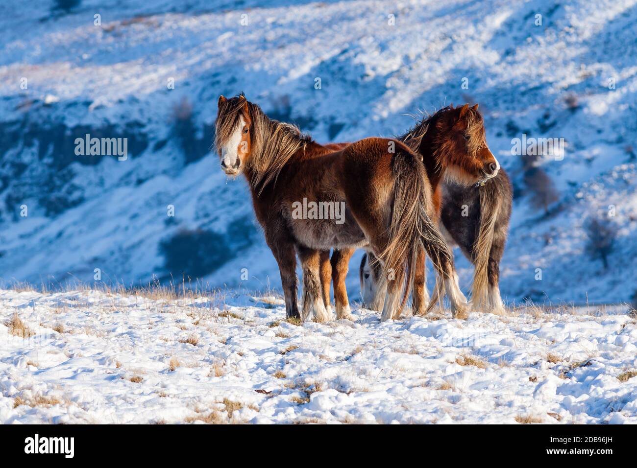 Pony selvaggi di montagna in un paesaggio freddo, innevato, invernale (Galles, Regno Unito) Foto Stock