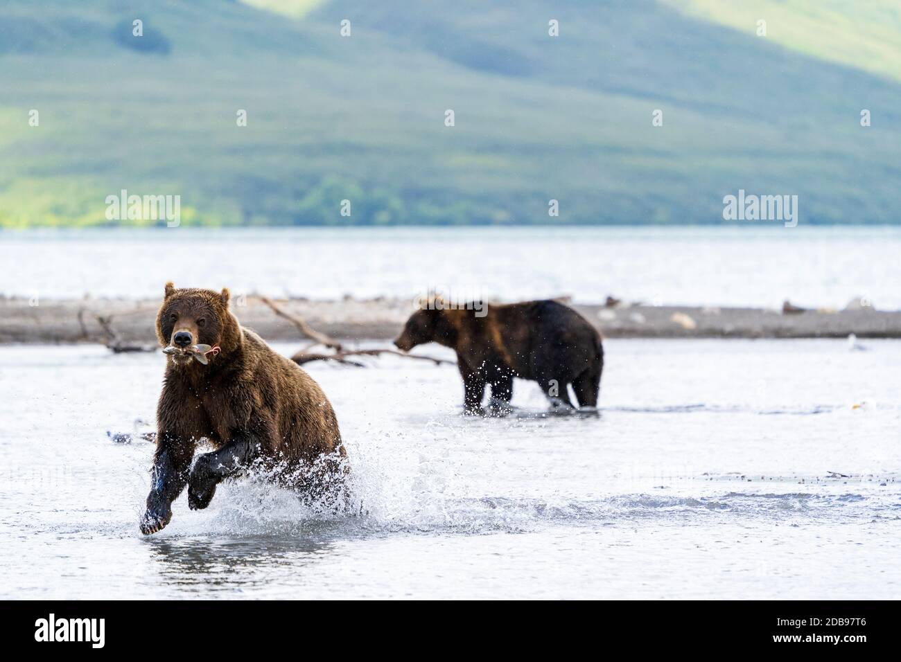 Brown bearsÃ‚Â (UrsusÃ‚Â arctos)Ã‚Â pesca, lago KurileÃ‚Â, penisola di Kamchatka, Russia Foto Stock