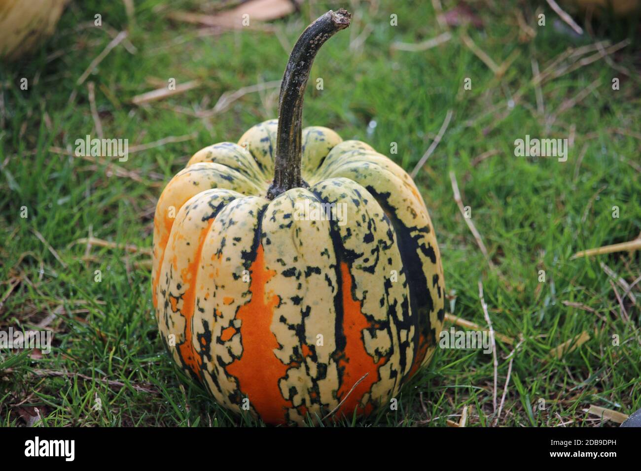 Festival di zucca arancione, giallo e verde, Festival di varietà di Cucurbita Pepo, con erba sullo sfondo. Foto Stock