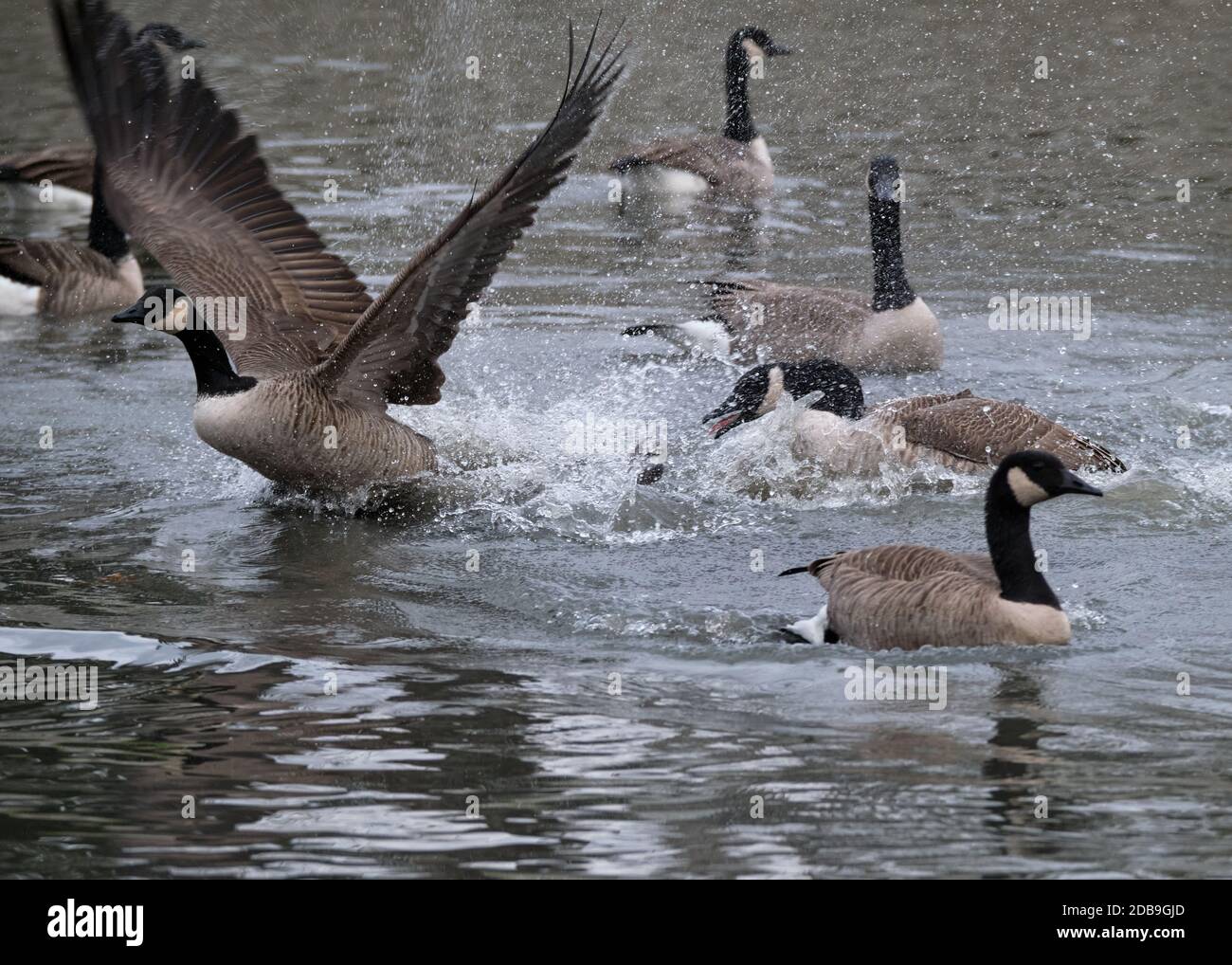 Un'oca canadese (Branta canadensis) parte di un gregge che ne insegue un'altra sull'acqua del lago, creando un grande spruzzi d'acqua Foto Stock