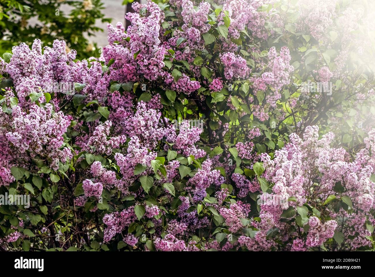 Bel lussureggiante cespugli di lilla viola di giorno Foto Stock