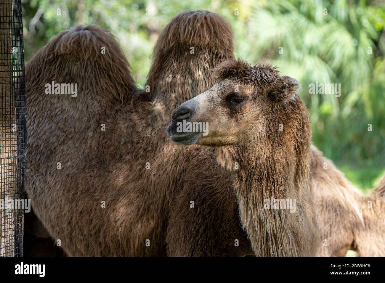 Cammello con due gobbie natura fotografia di fauna selvatica Foto Stock