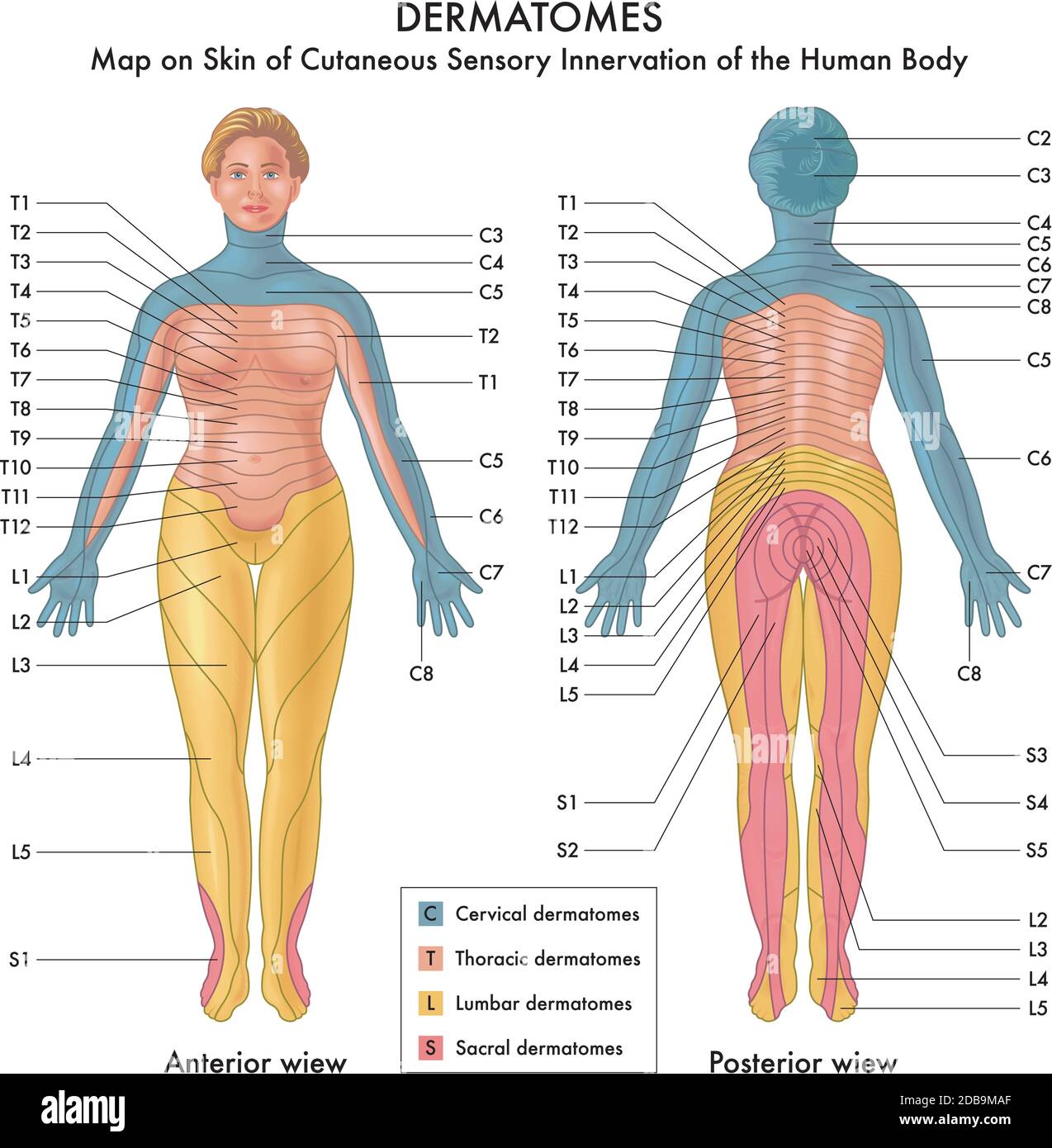 Mappa sulla pelle di innervazione sensoriale cutanea dell'uomo Corpo Illustrazione Vettoriale