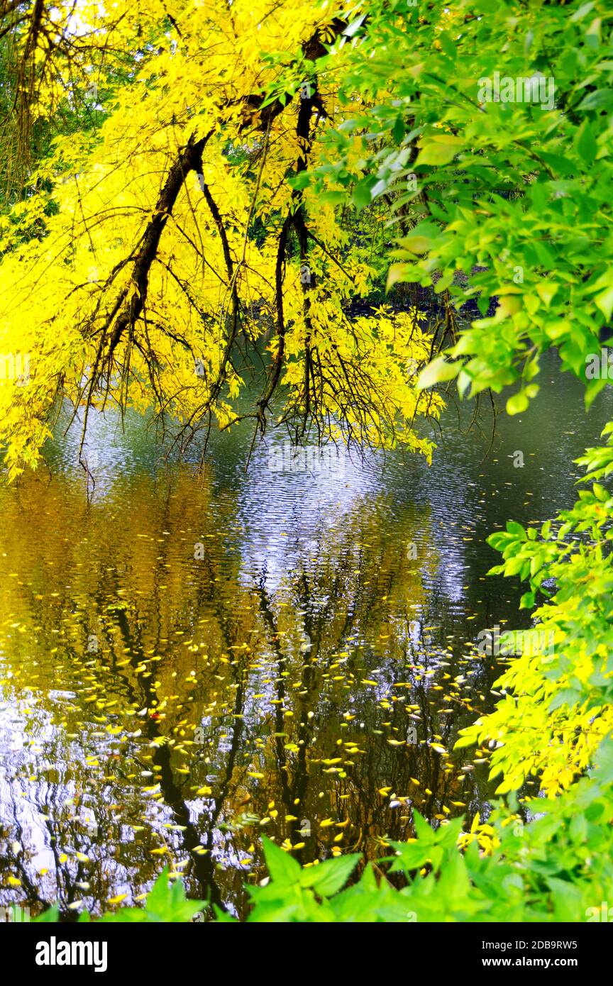 Ramo di un albero deciduo con foglie autunnali in giallo brillante pende su un fiume Foto Stock