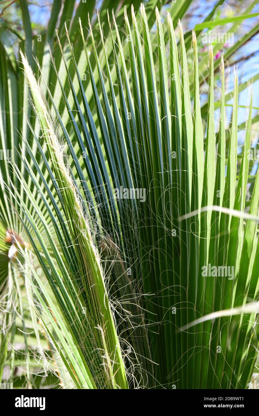 Foglie di palma in provincia di Alicante, Costa Blanca Foto Stock