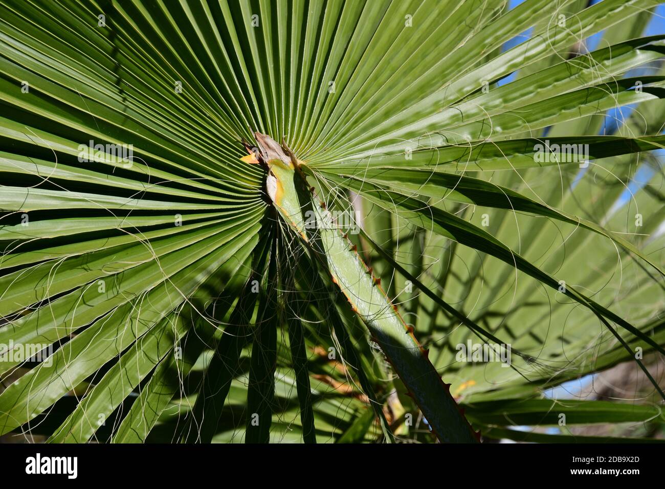 Foglie di palma in provincia di Alicante, Costa Blanca Foto Stock