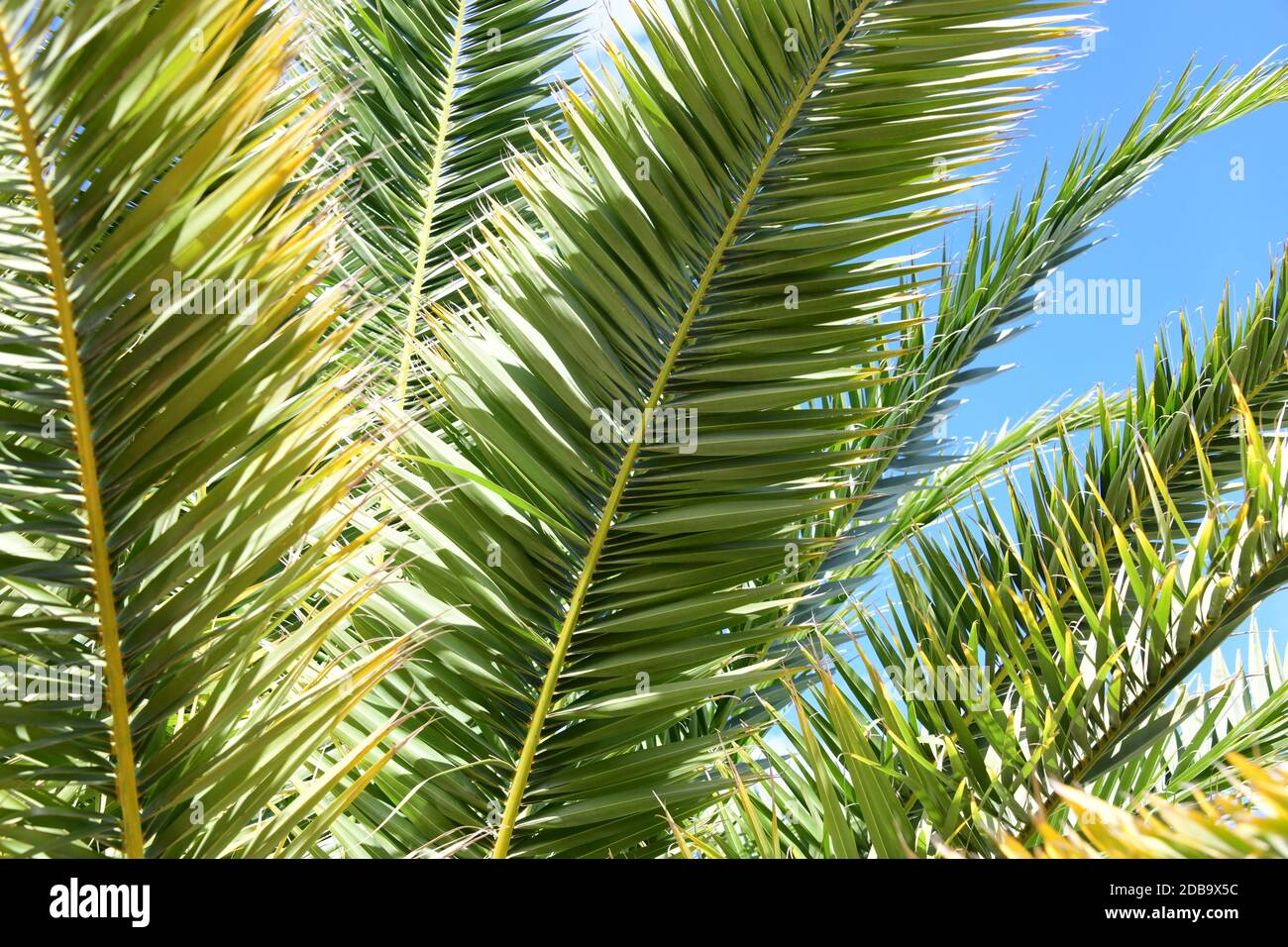 Foglie di palma in provincia di Alicante, Costa Blanca Foto Stock
