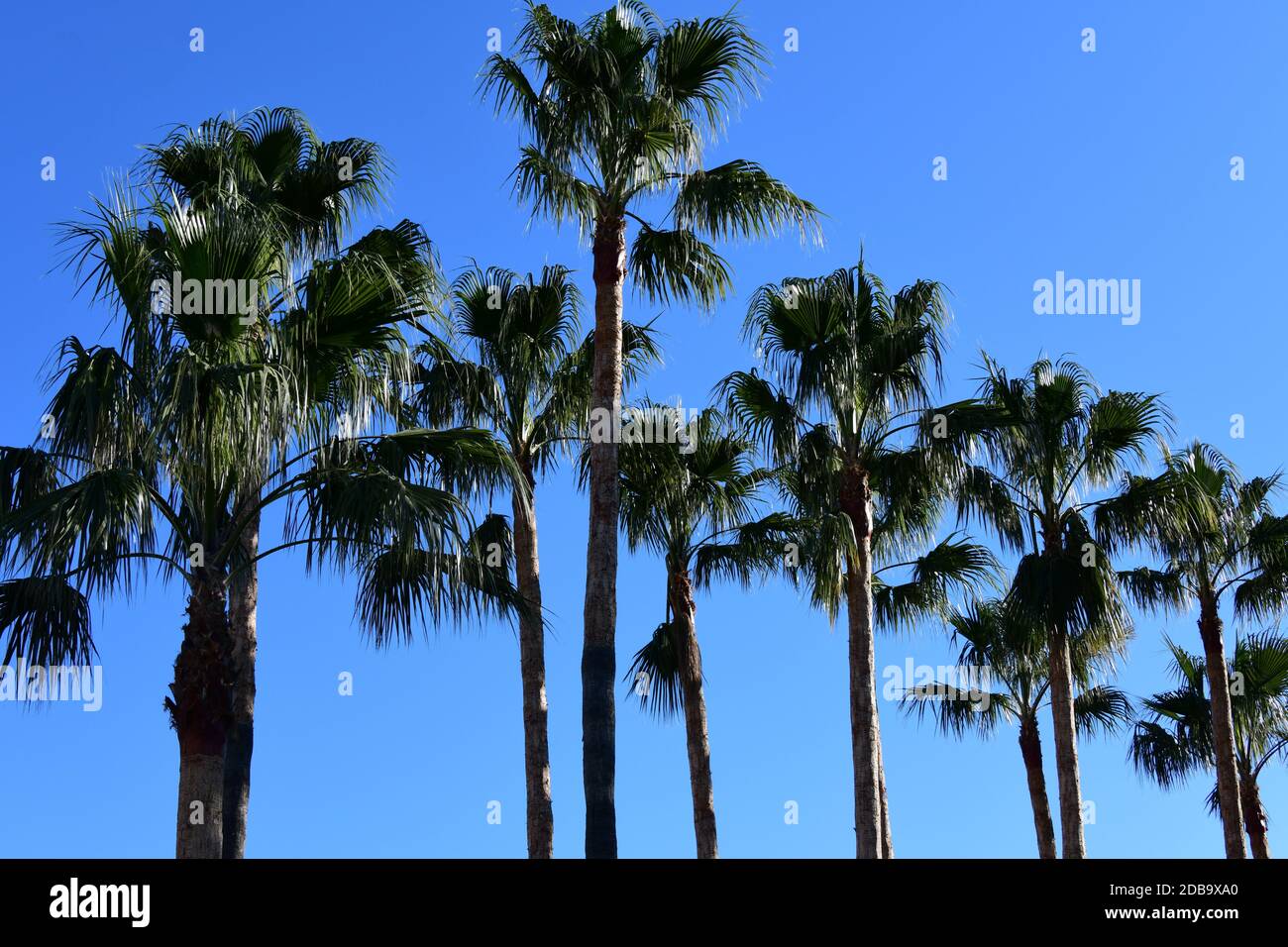 Foglie di palma in provincia di Alicante, Costa Blanca Foto Stock