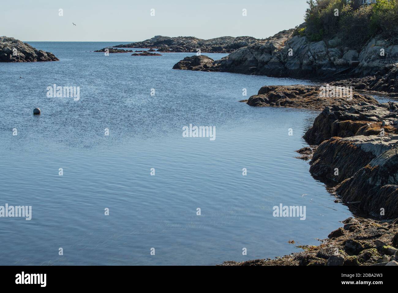Zone umide tra rocce e acqua. Si tratta di una regione di rifugio eco-sistema al largo di Ocean Ave a Newport, Rhode Island, Stati Uniti. Le ville e le belle case sono in linea con la ro Foto Stock