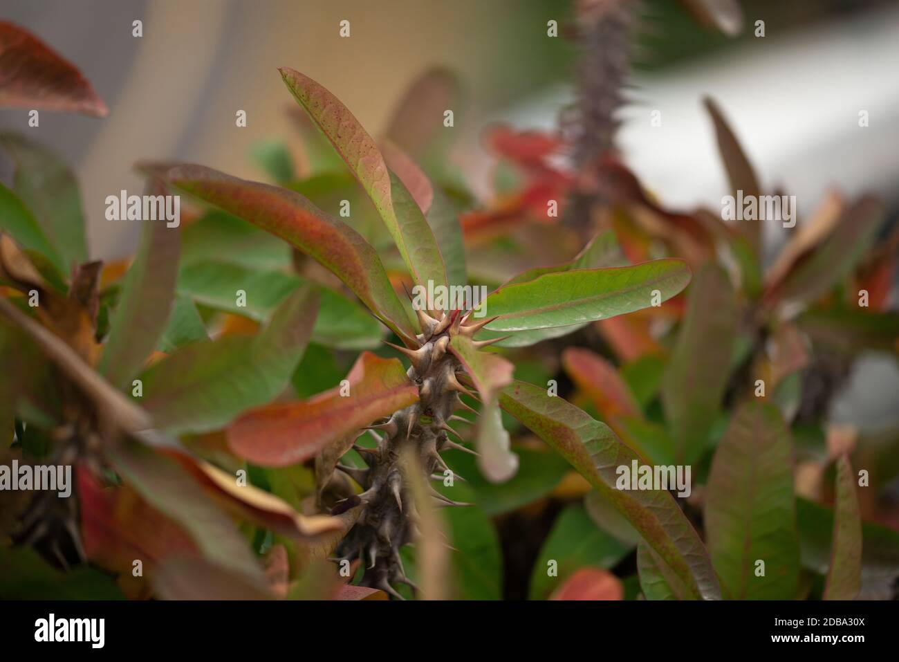 La pianta di Euphorbia è cresciuta nel giardino, gambi Spinosi di piante Foto Stock La pianta di Euphorbia è cresciuta nel giardino, gambi Spinosi di piante Foto Stock