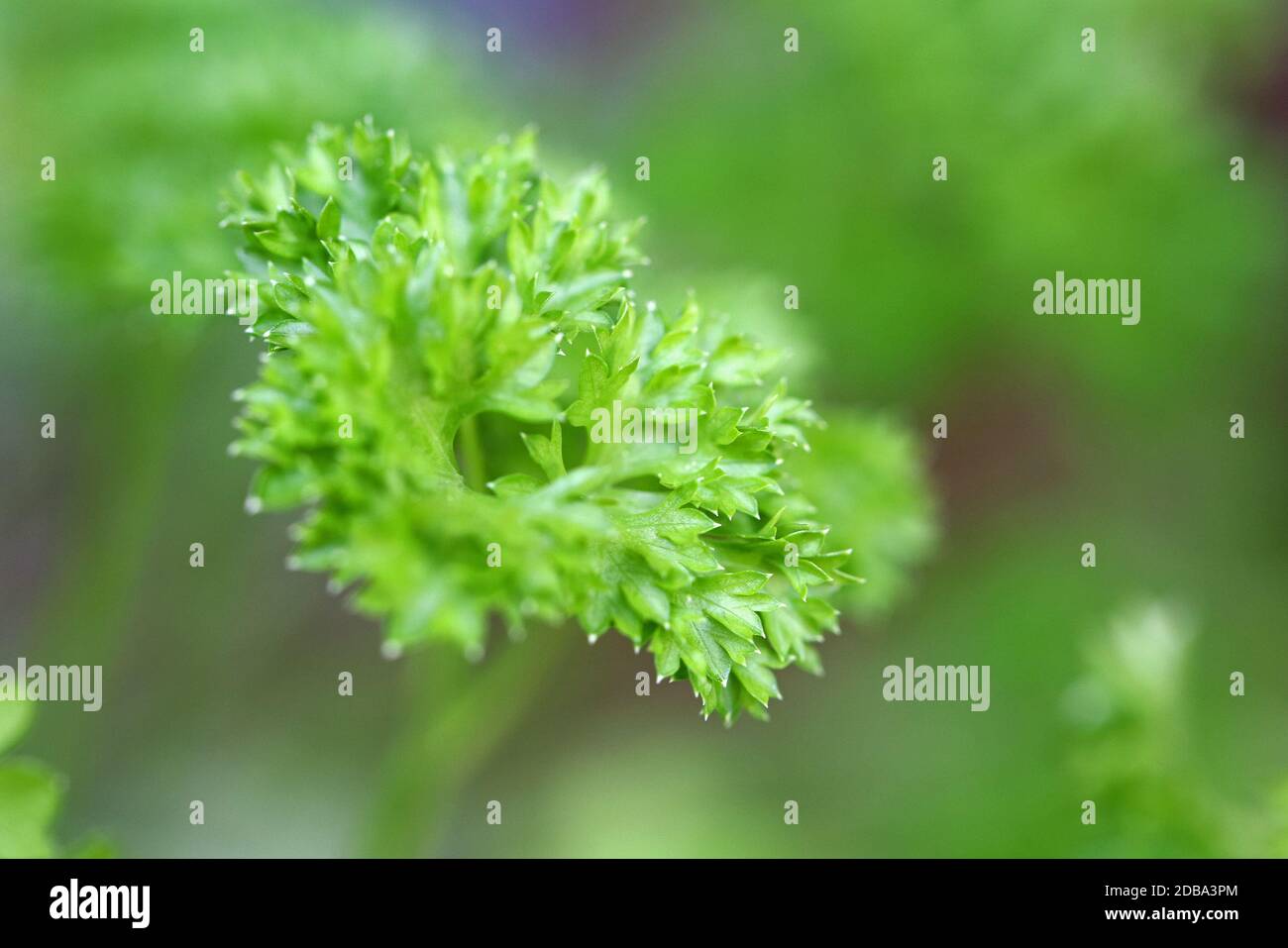 prezzemolo Foto Stock