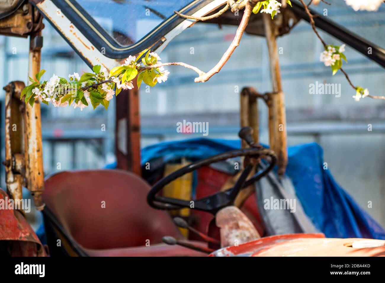 fioritura dei ciliegi, diramazione sul vecchio trattore Foto Stock