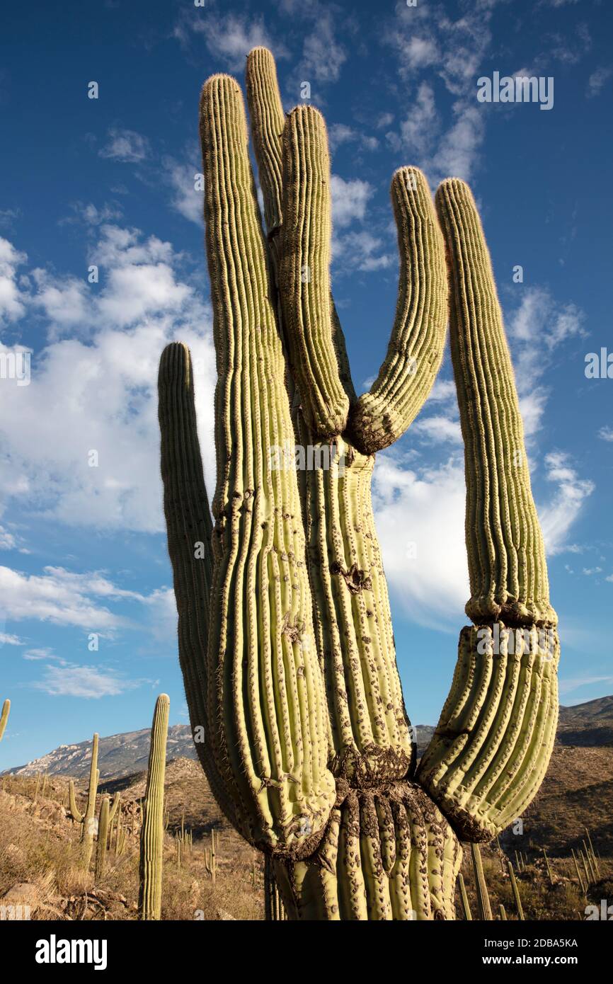 Giant Saguaro Cactus (Carnegiea gigantea), Redington Pass, Tucson, Arizona, Stati Uniti Foto Stock
