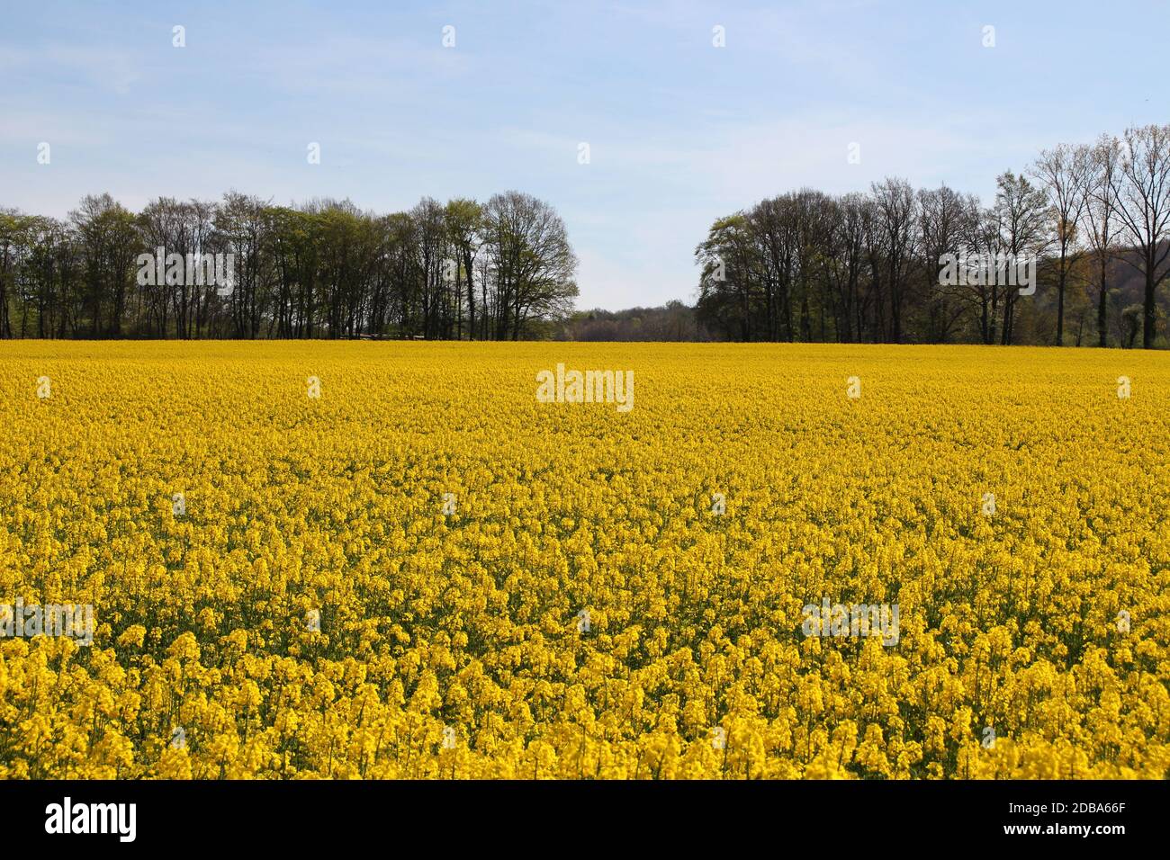 Un campo di semi di rapseed in Hagen alla foresta di teuteburger Foto Stock