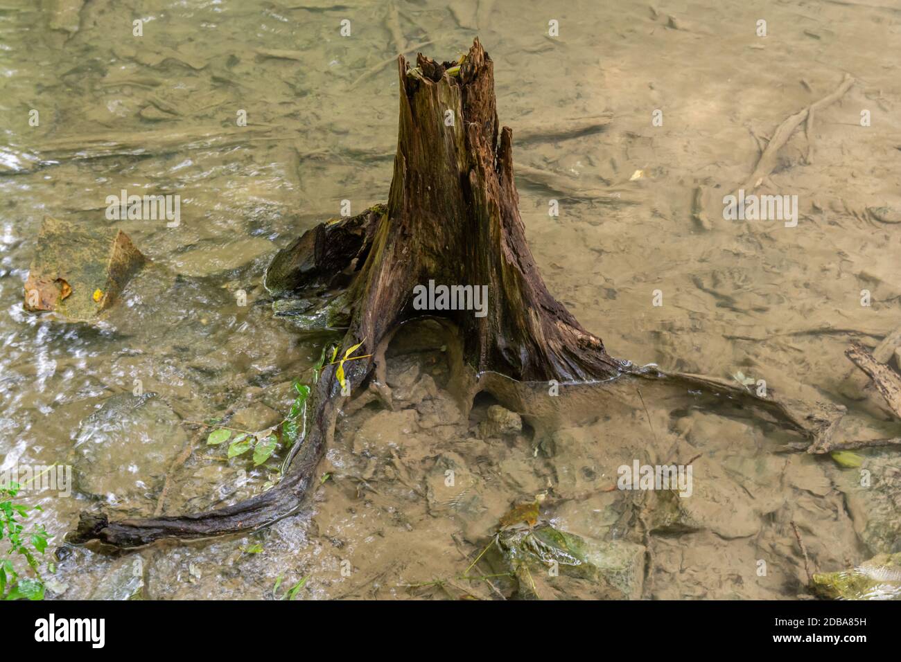 Tree Stump e radici sull'acqua del fiume Foto Stock