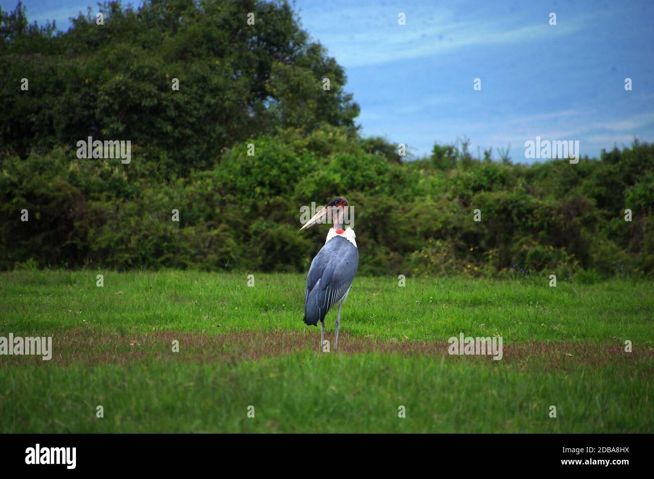 Marabou in Tanzania, Africa orientale Foto Stock