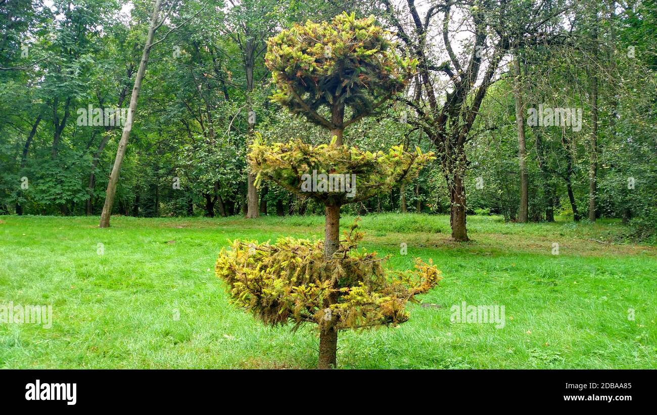 Verde firtree su albero di sfondo ed erba Fir tagliato dentro giorno d'estate Foto Stock