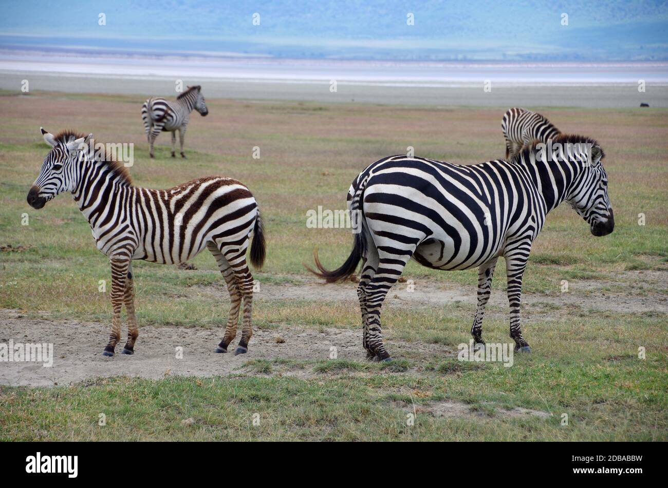 Zebre nel cratere di Ngorongoro in Tanzania, Africa orientale Foto Stock