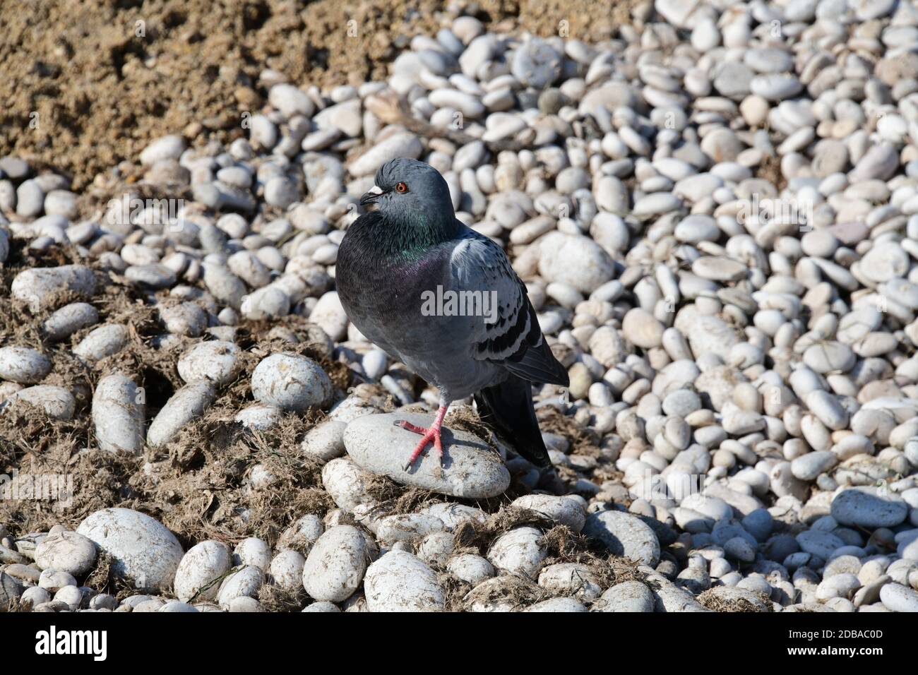Pietre grandi, piccole, rotonde sulla spiaggia mediterranea in provincia di Alicante, Spagna Foto Stock