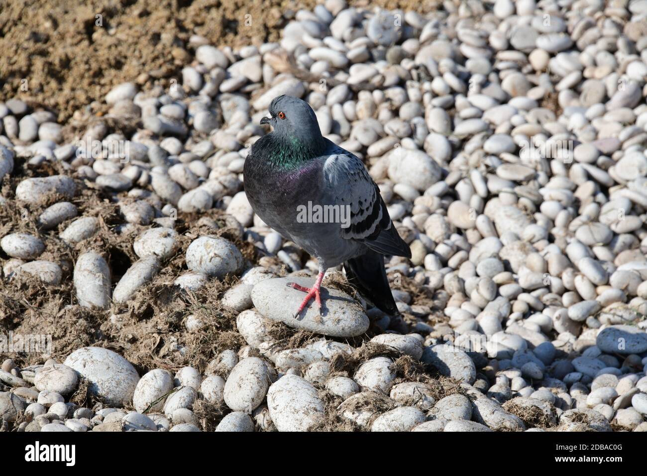 Pietre grandi, piccole, rotonde sulla spiaggia mediterranea in provincia di Alicante, Spagna Foto Stock