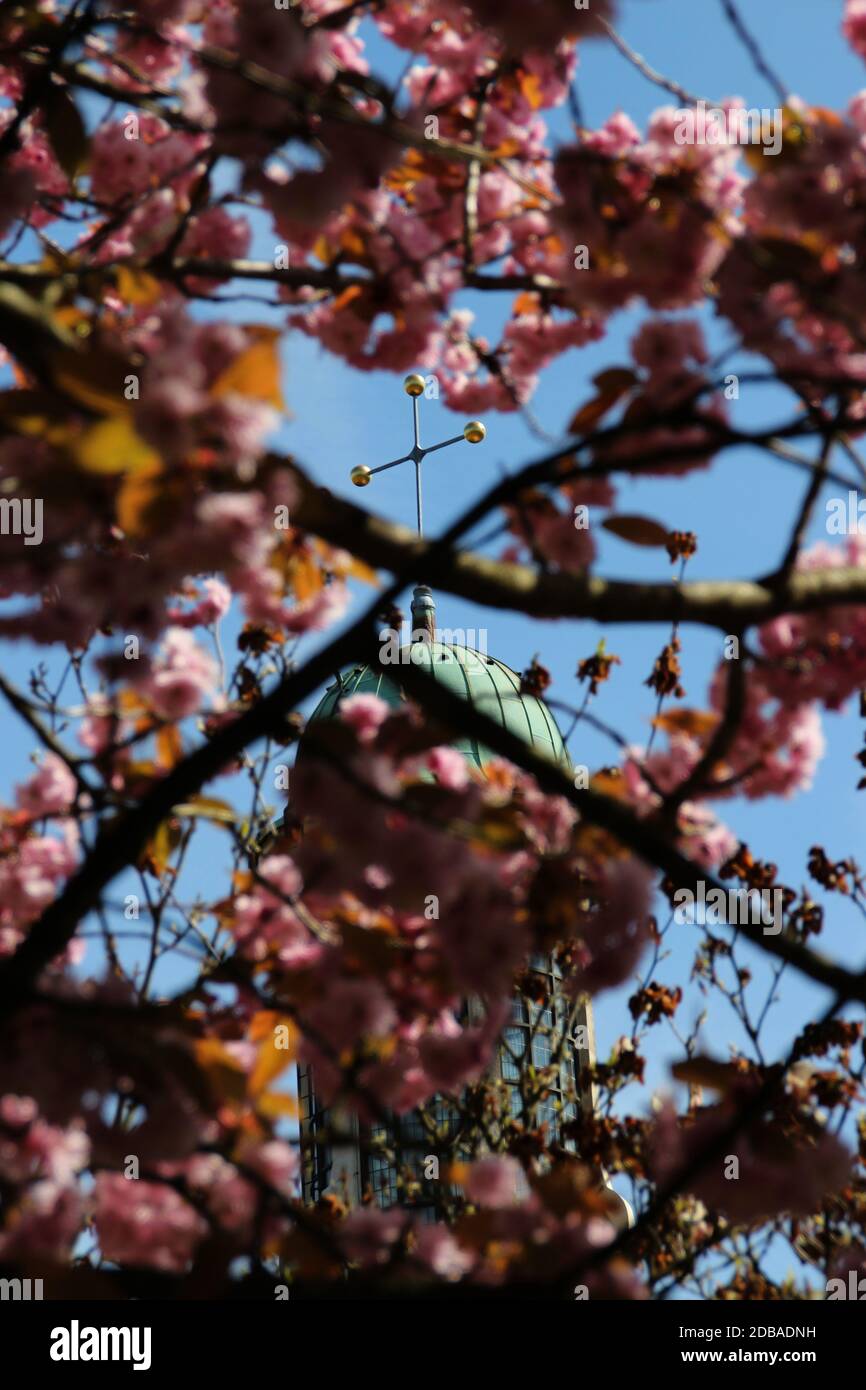 Un albero con fiori rossi Foto Stock