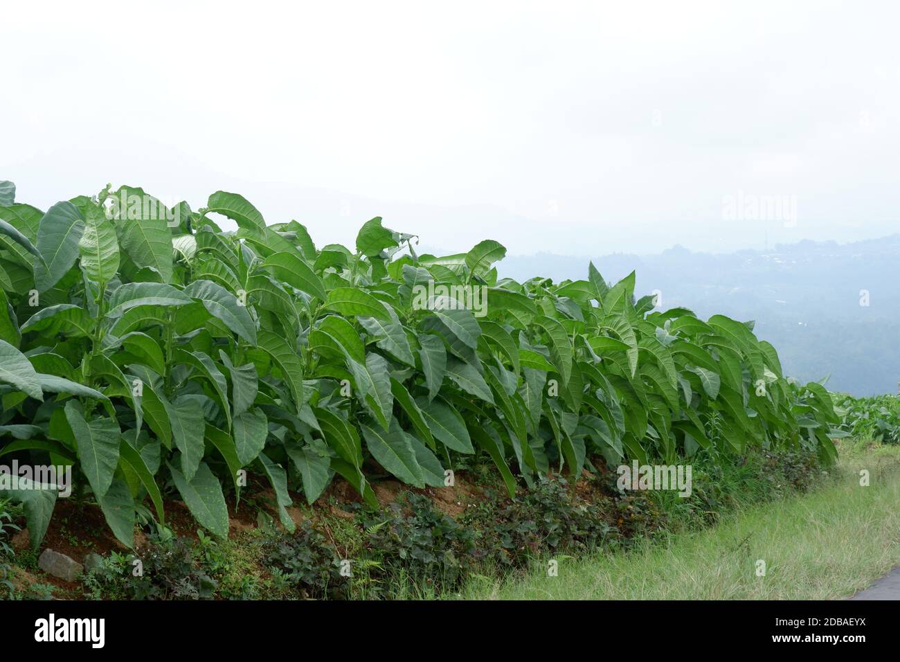 Nicotiana tabacum è un genere di piante a foglia larga originarie del Nord America e del Sud America. Utilizzato come materia prima per le sigarette. Il tabacco contiene ni Foto Stock