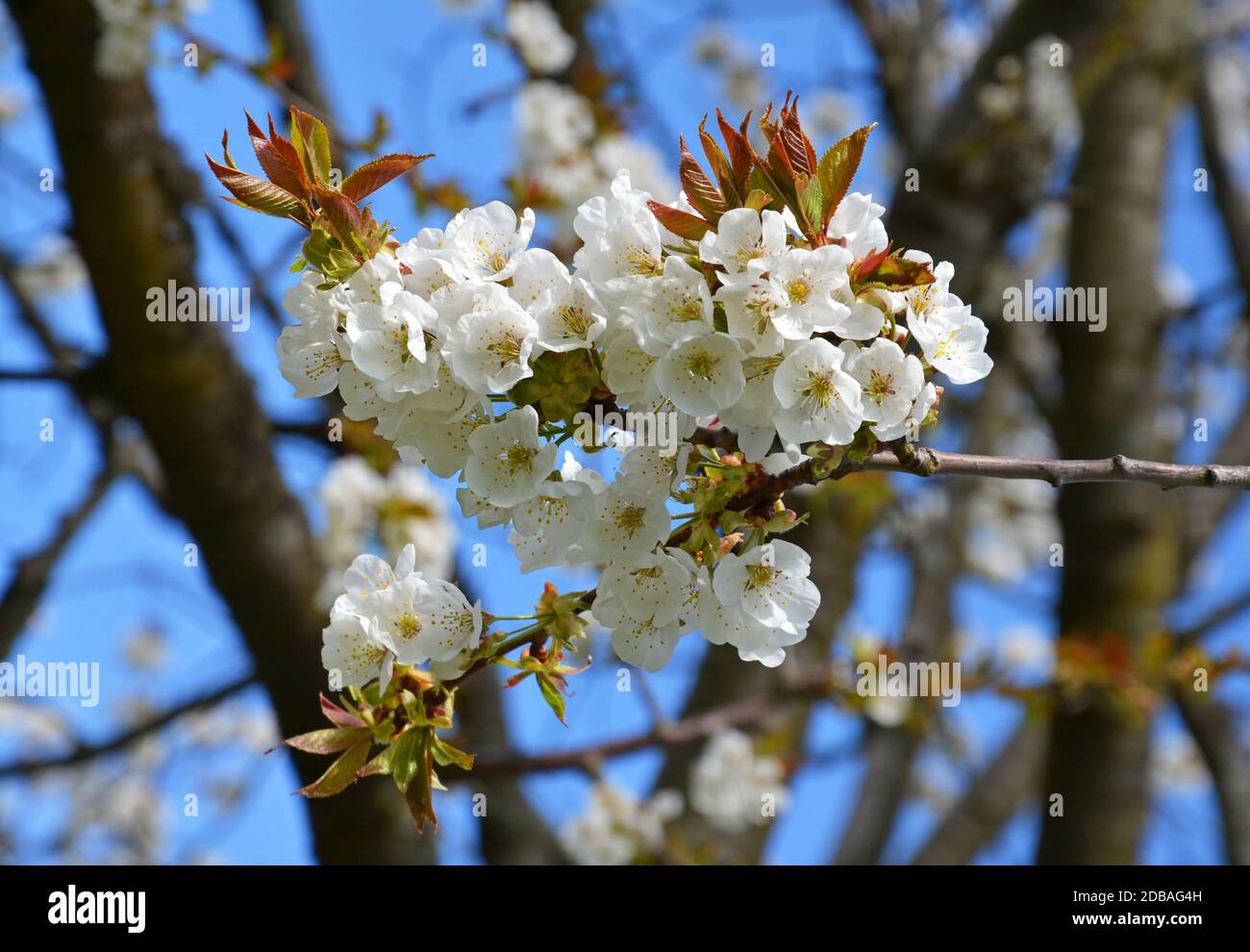 Ciliegio fiorente nel mese di aprile Foto Stock