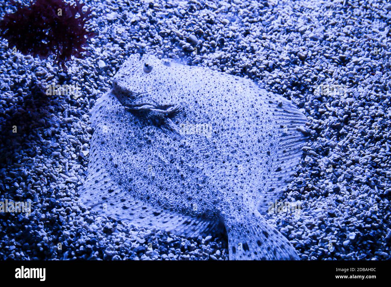 Pesca nella barriera corallina e nel suo ambiente naturale Foto Stock