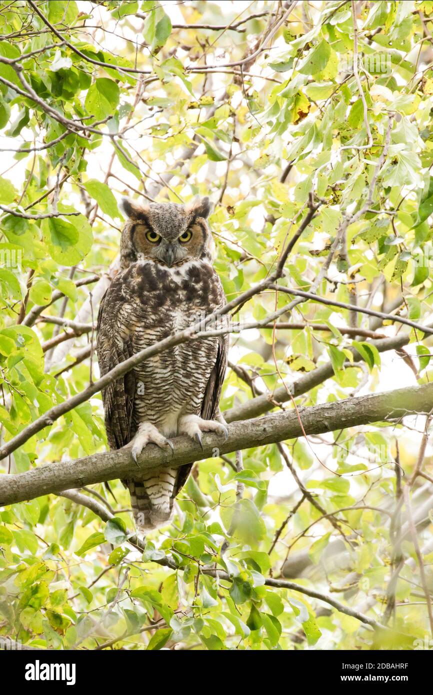 Great Horned Owl (Bubo virginianus) arroccato in un albero, Long Island, New York Foto Stock