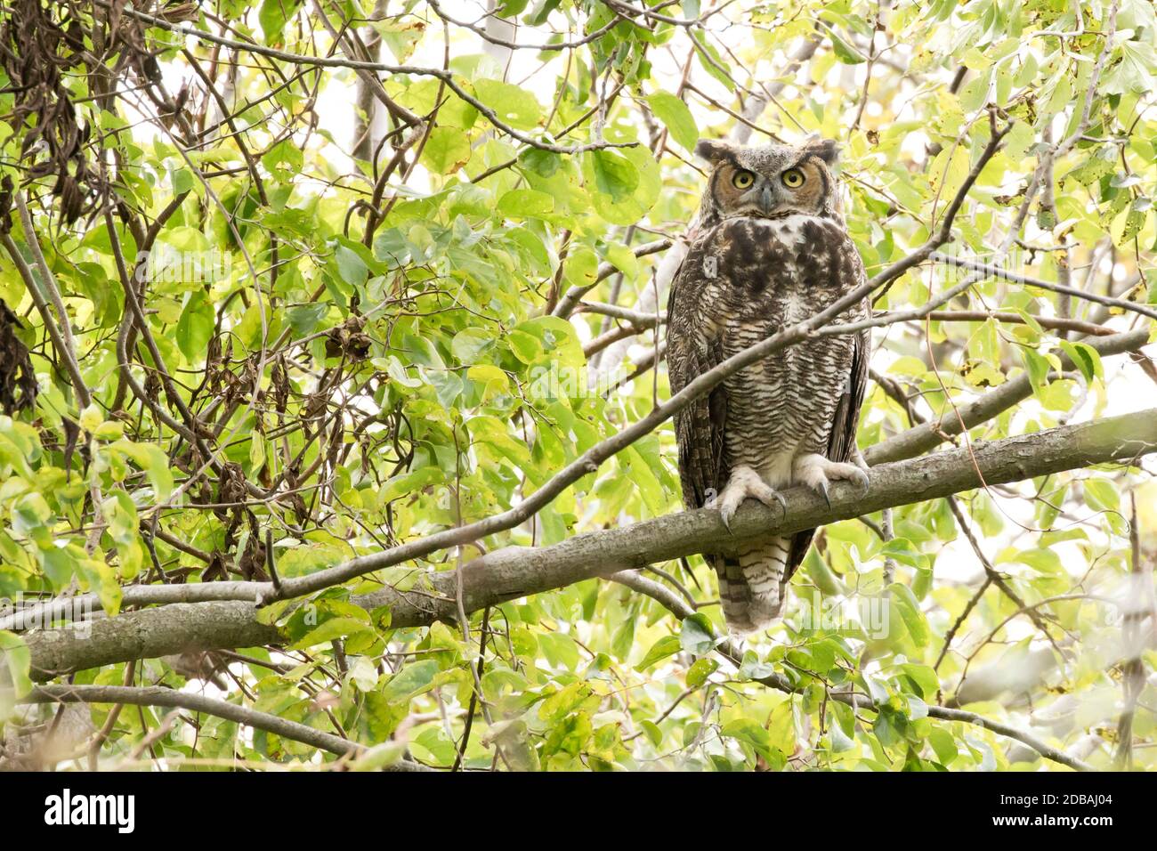 Great Horned Owl (Bubo virginianus) arroccato in un albero, Long Island, New York Foto Stock
