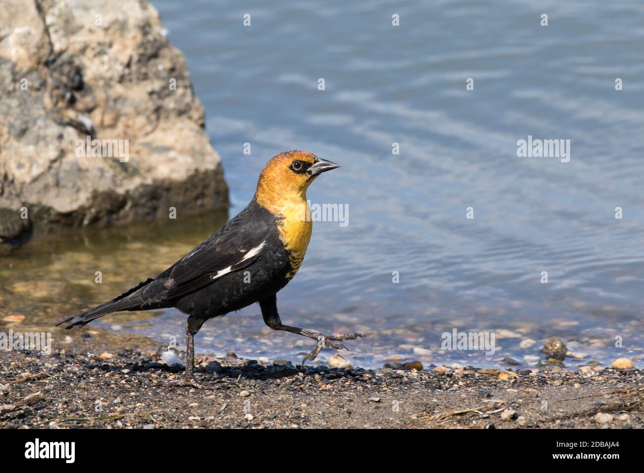 Blackbird a testa gialla (Xanthocephalus xanthocephalus), un raro visitatore di Queens, New York, USA Foto Stock