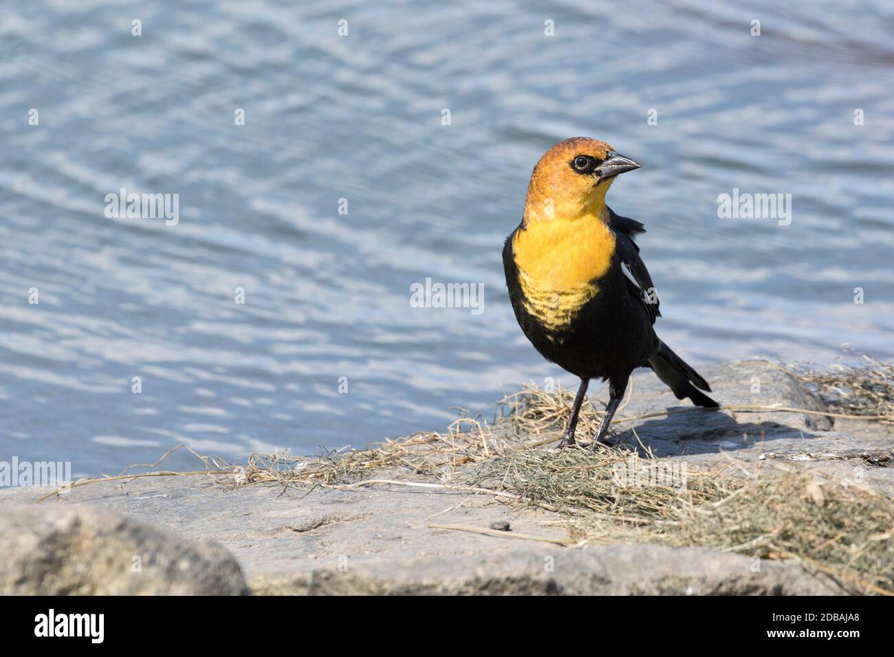 Blackbird a testa gialla (Xanthocephalus xanthocephalus), un raro visitatore di Queens, New York, USA Foto Stock