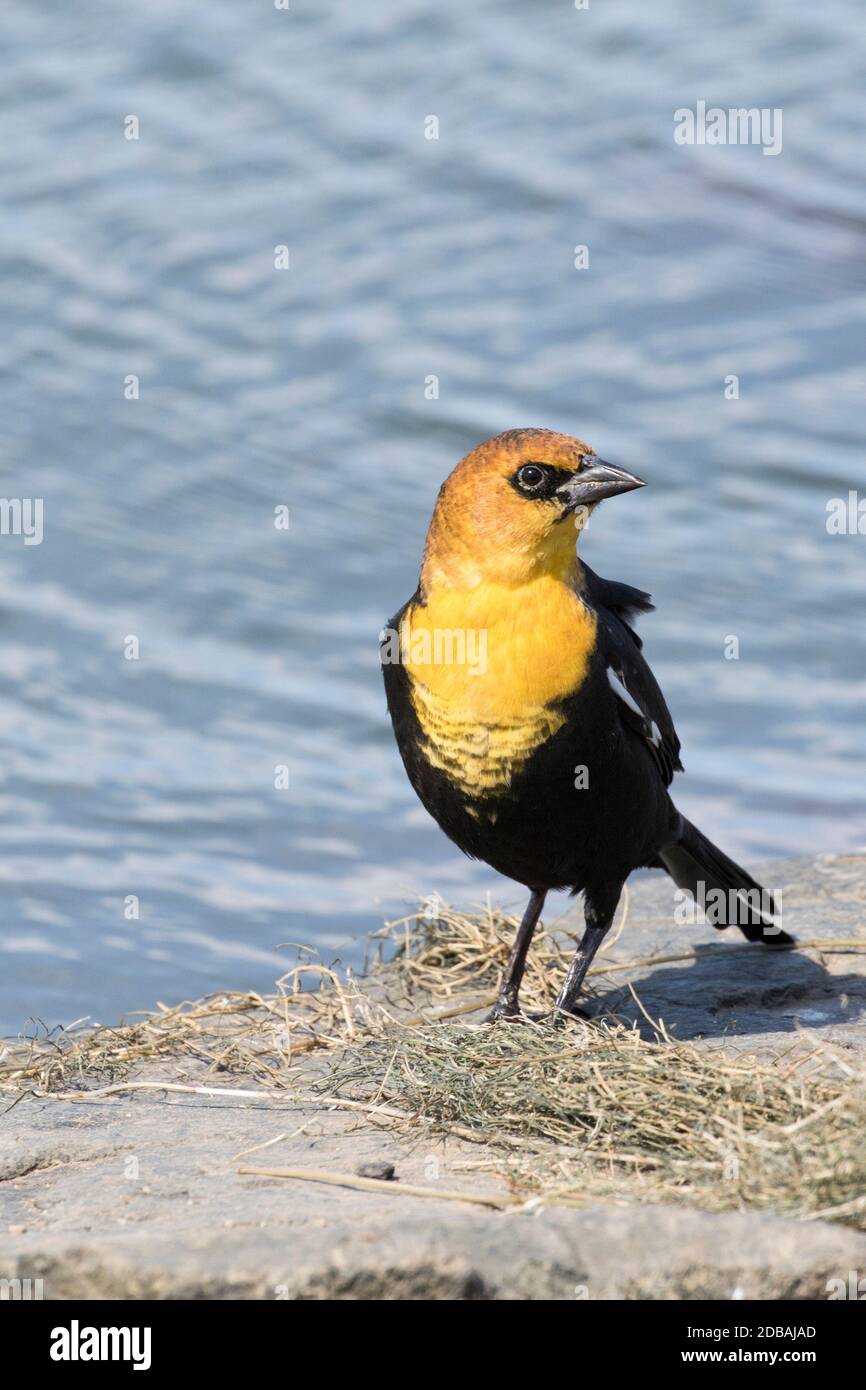 Blackbird a testa gialla (Xanthocephalus xanthocephalus), un raro visitatore di Queens, New York, USA Foto Stock