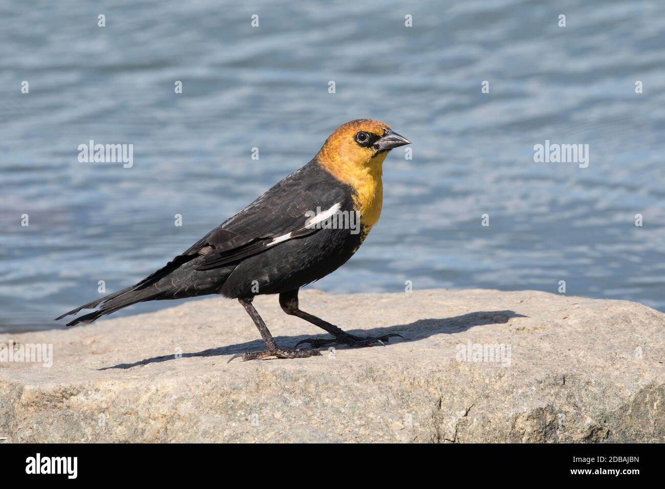 Blackbird a testa gialla (Xanthocephalus xanthocephalus), un raro visitatore di Queens, New York, USA Foto Stock