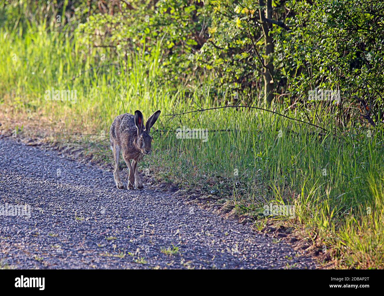 Testardo la strada lunga - campo lepre Lepus europaeus su strada sterrata Foto Stock