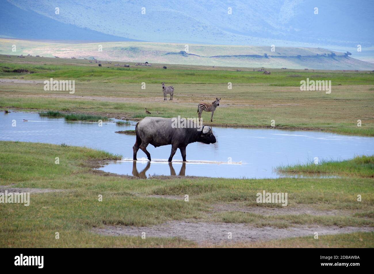 Buffalo nel cratere di Ngorongoro in Tanzania, Africa orientale Foto Stock