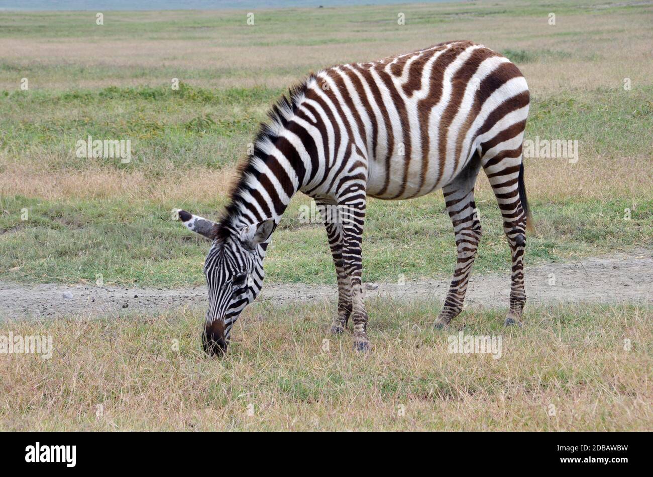 Zebra nel cratere di Ngorongoro in Tanzania, Africa orientale Foto Stock