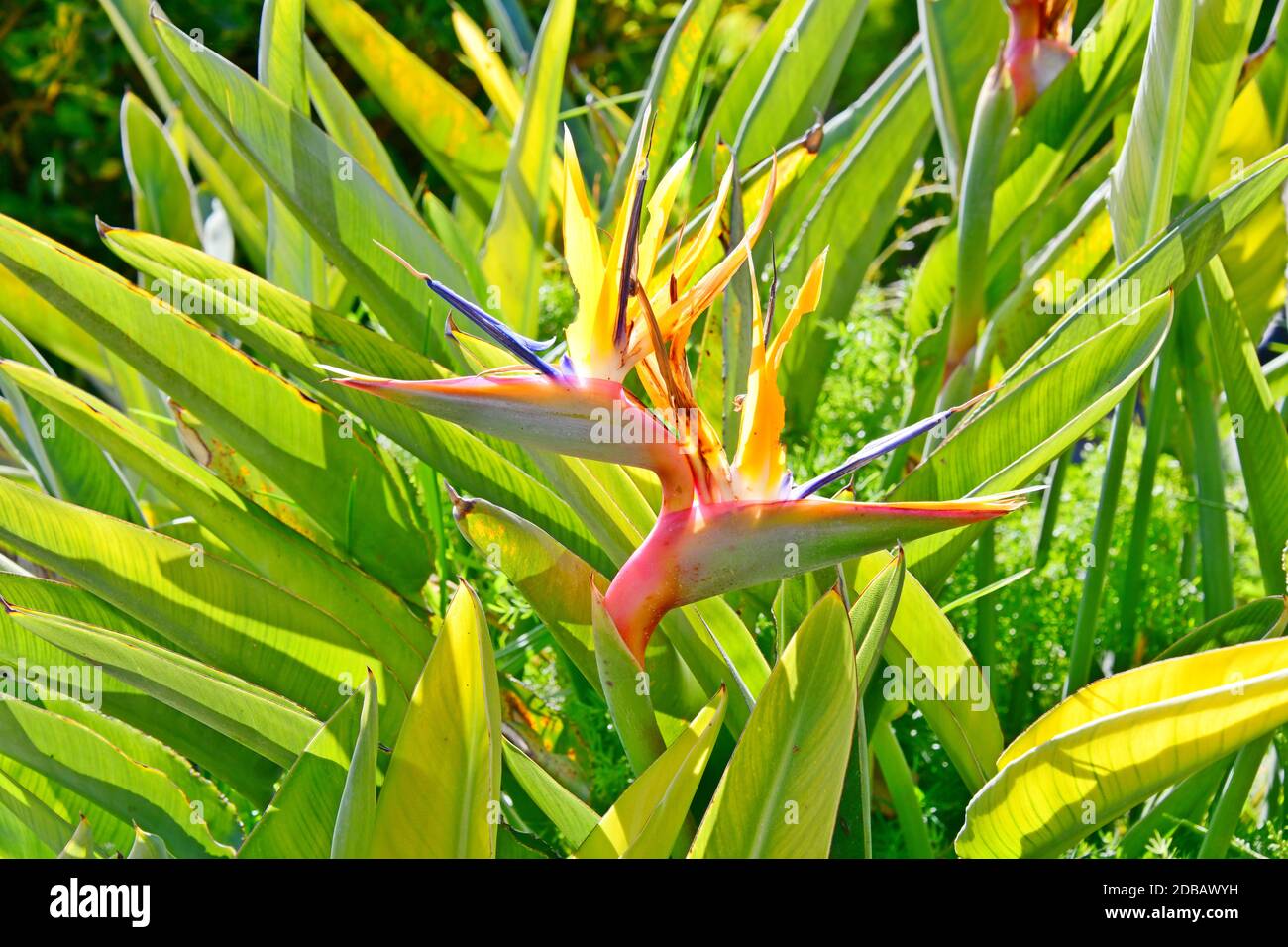 Uccello del fiore Paradiso, strelitzias, alla Costa Blanca, Spagna Foto Stock