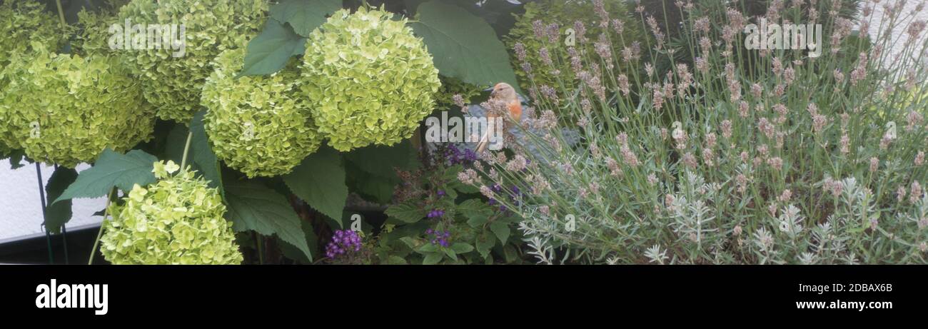 Linnet comune in una moderna architettura giardino con idrangea selvatica e lavanda Foto Stock