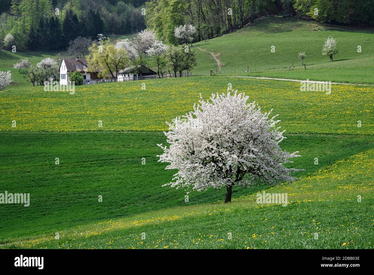 Fioritura dei ciliegi nel cantone di Baselland Foto Stock