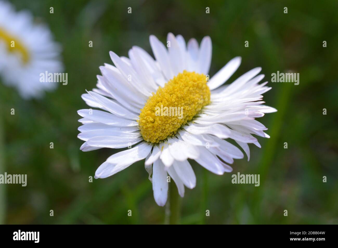 doppia straordinaria daisy ampia come normale Foto Stock