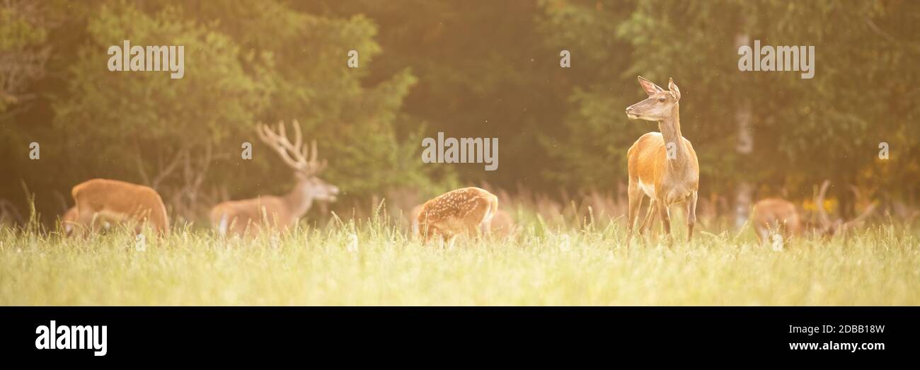 Mandria di cervi rossi, cervo elafus, pascolo su erba verde in estate al tramonto con la madre hind che si avvicina dalla vista frontale. Tranquillo paesaggio faunistico f Foto Stock