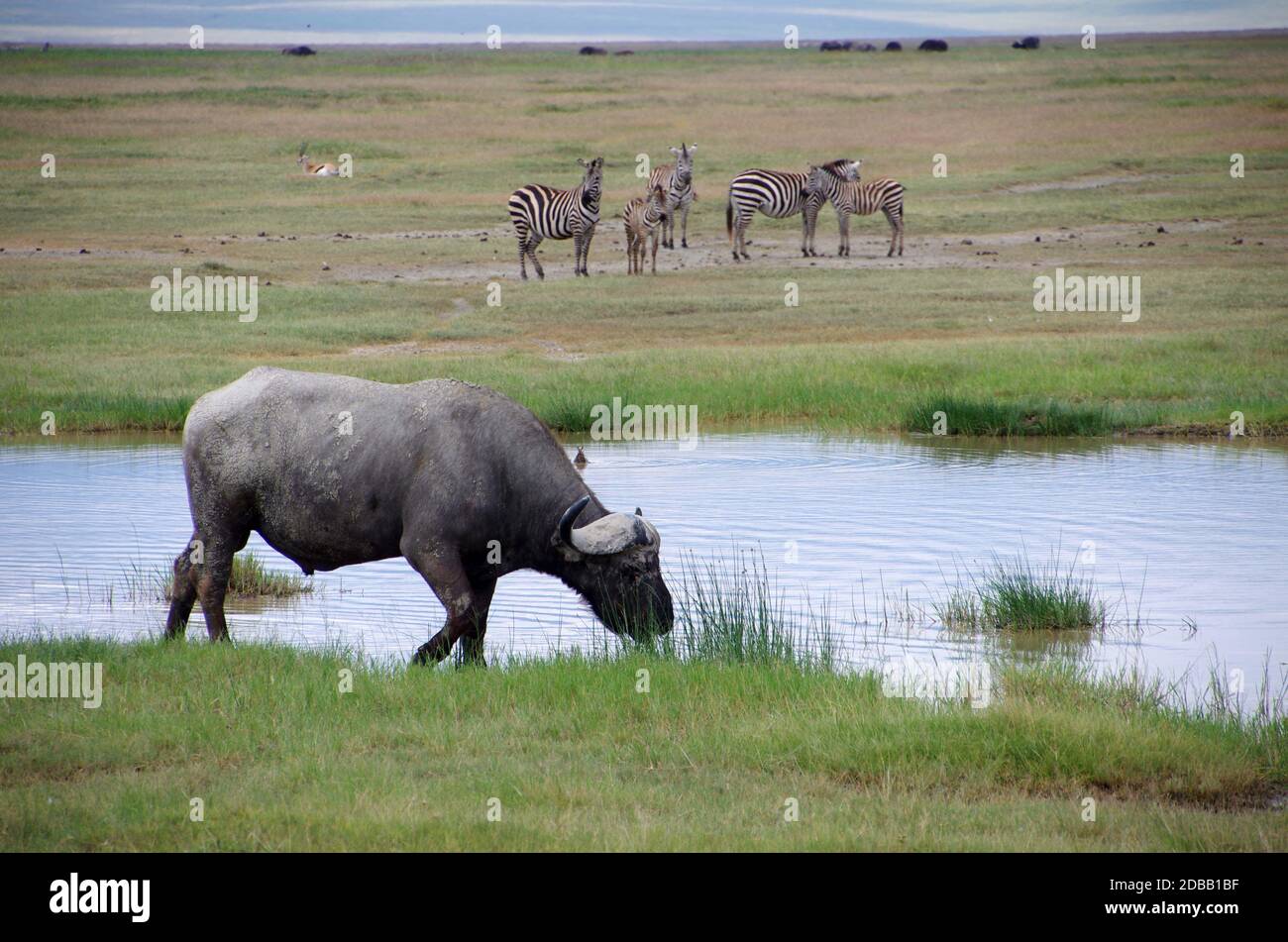 Buffalo nel cratere di Ngorongoro in Tanzania, Africa orientale Foto Stock