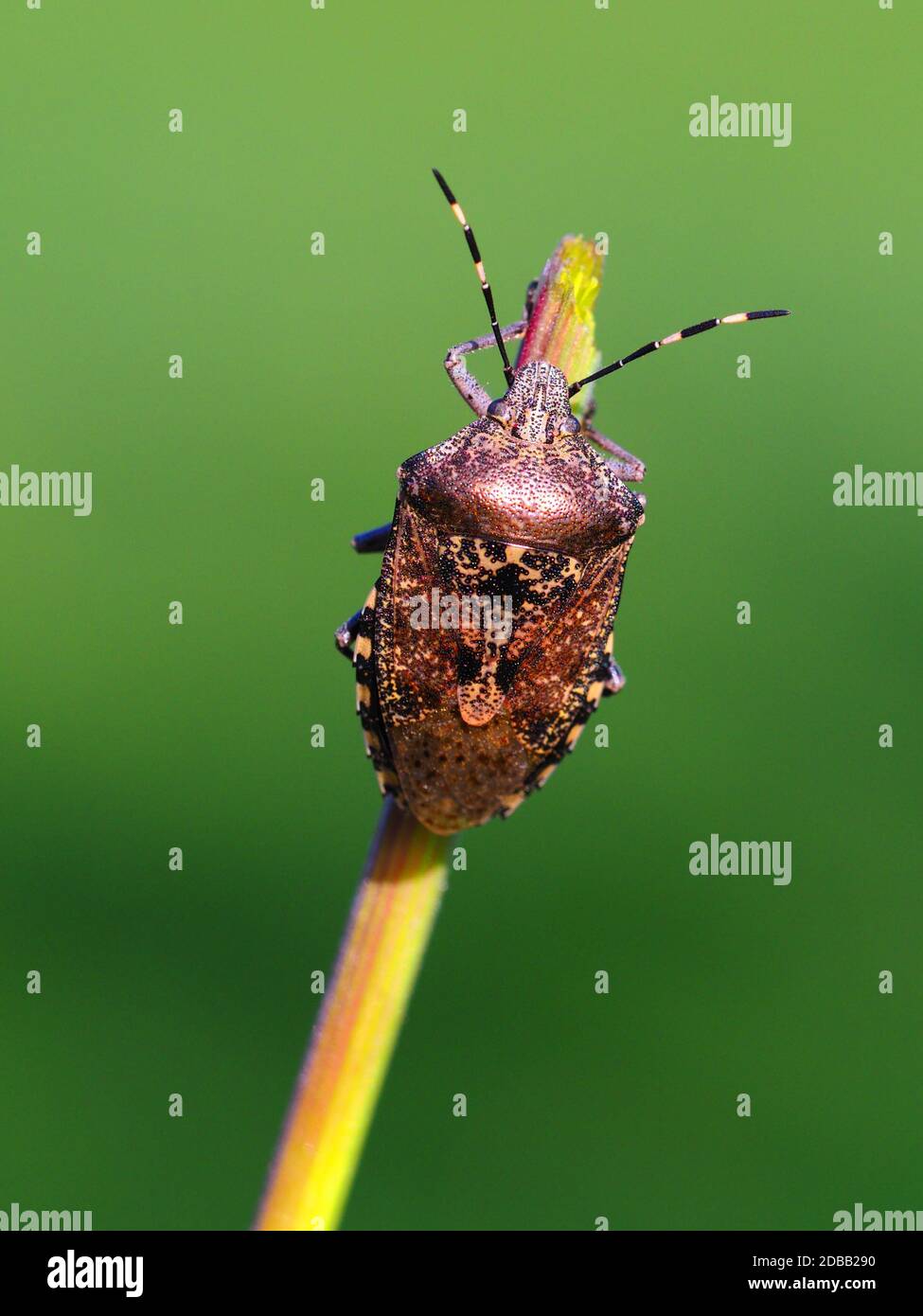bug giardino Foto Stock