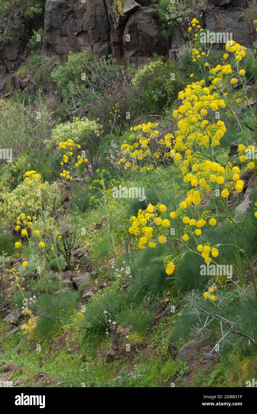 Piante di Ferula linkii in fiore a Inagua. Il Parco Rurale di Nublo. Aldea de San Nicolas de Tolentino. Gran Canaria. Isole Canarie. Spagna. Foto Stock
