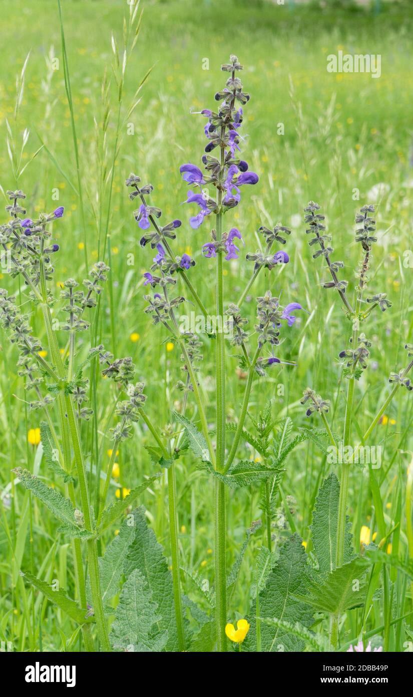 salvia dei prati in fiore Foto Stock